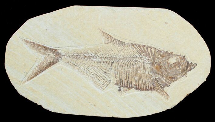 Detailed Diplomystus Fossil Fish (ON EBAY) #3782